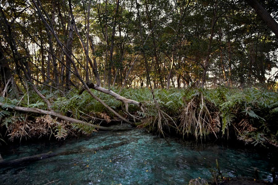 5 Ojos de Agua en Yucatán que parecen de otro mundo