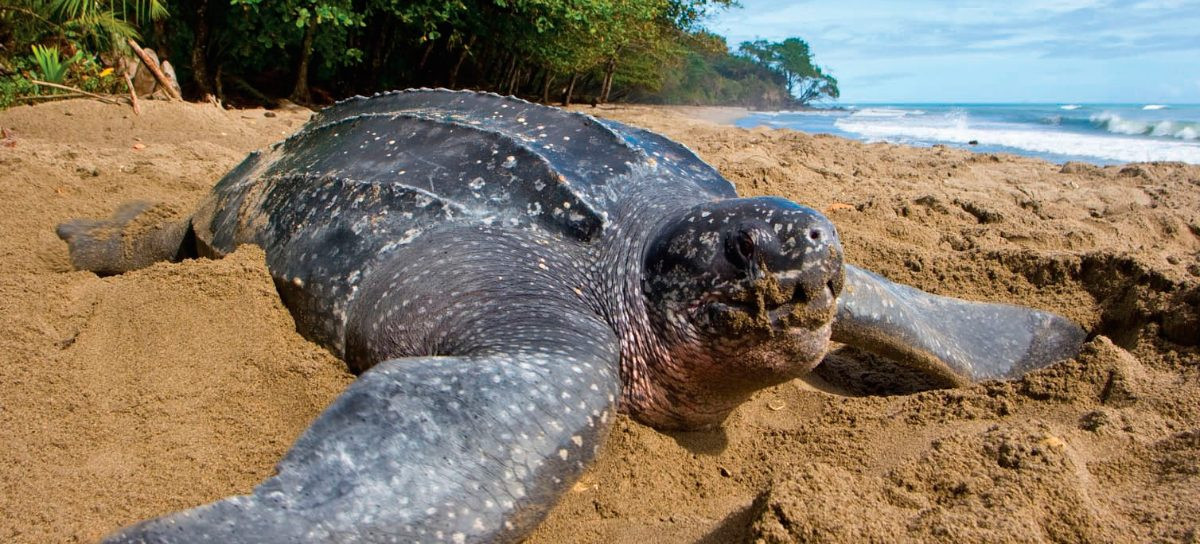 Anida por primera vez la especie de quelonio marino más grande del mundo en Xcacel Xcacelito