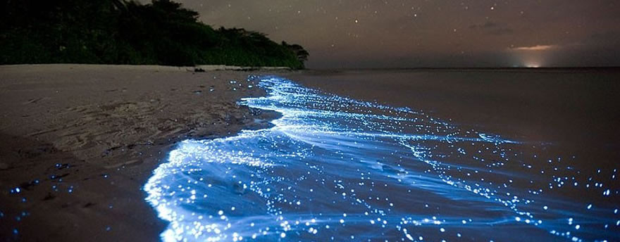 Bioluminiscencia en Holbox: TODO lo que tienes que saber