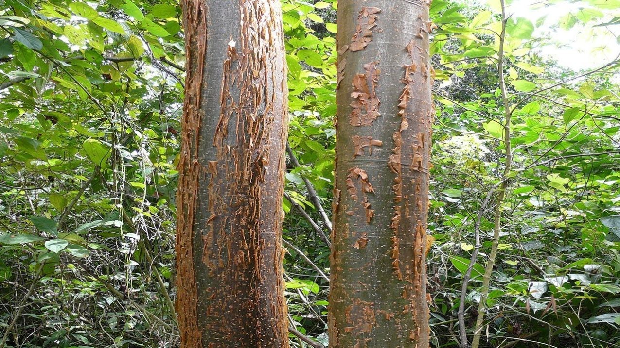 🌳 ¿Cuál es el árbol de Chechén? 🌳