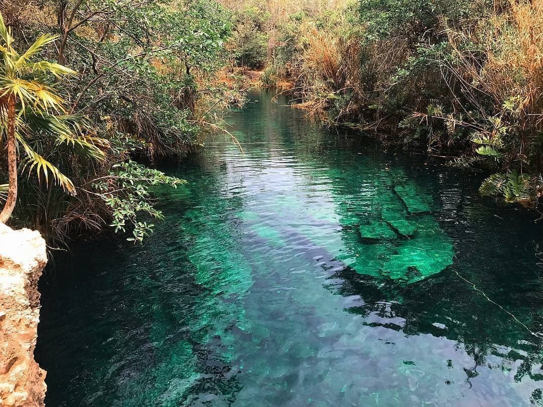 ¿Cuáles son los animales que habitan en los cenotes?