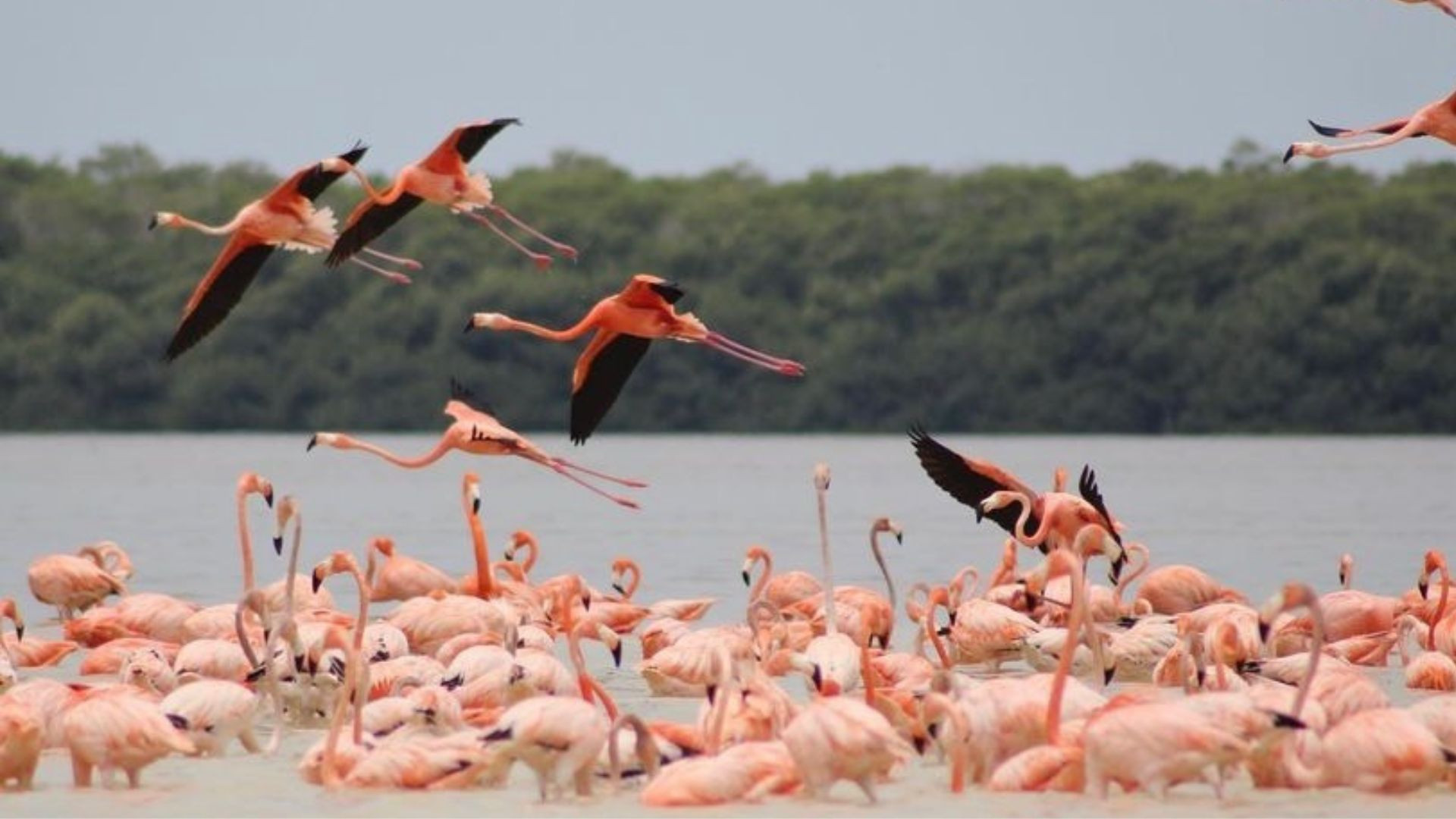 Descubriendo Celestún: Un refugio natural en la costa yucateca