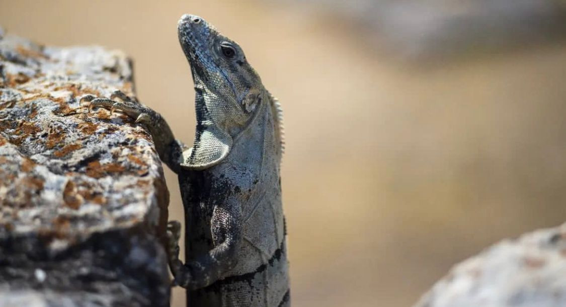 Tolok: El animal guardián de las bardas en Yucatán