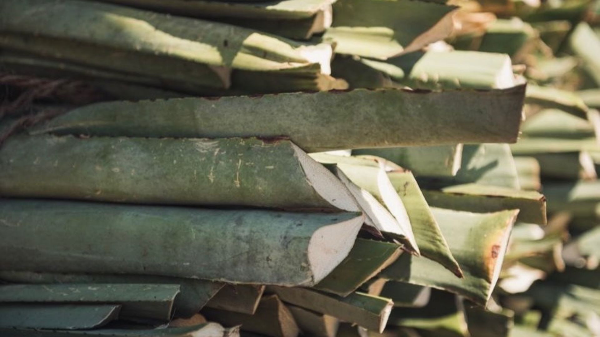 El henequén: El oro verde de Yucatán