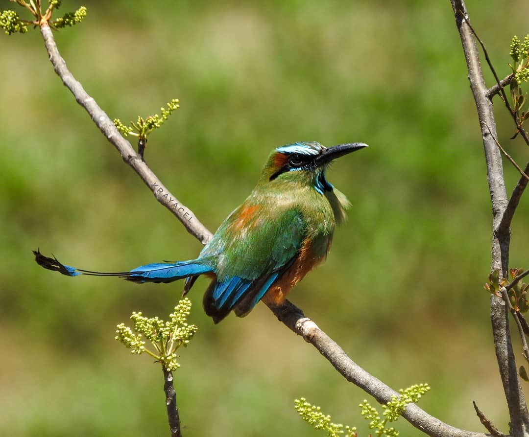 El pájaro Toh, el ave de Yucatán