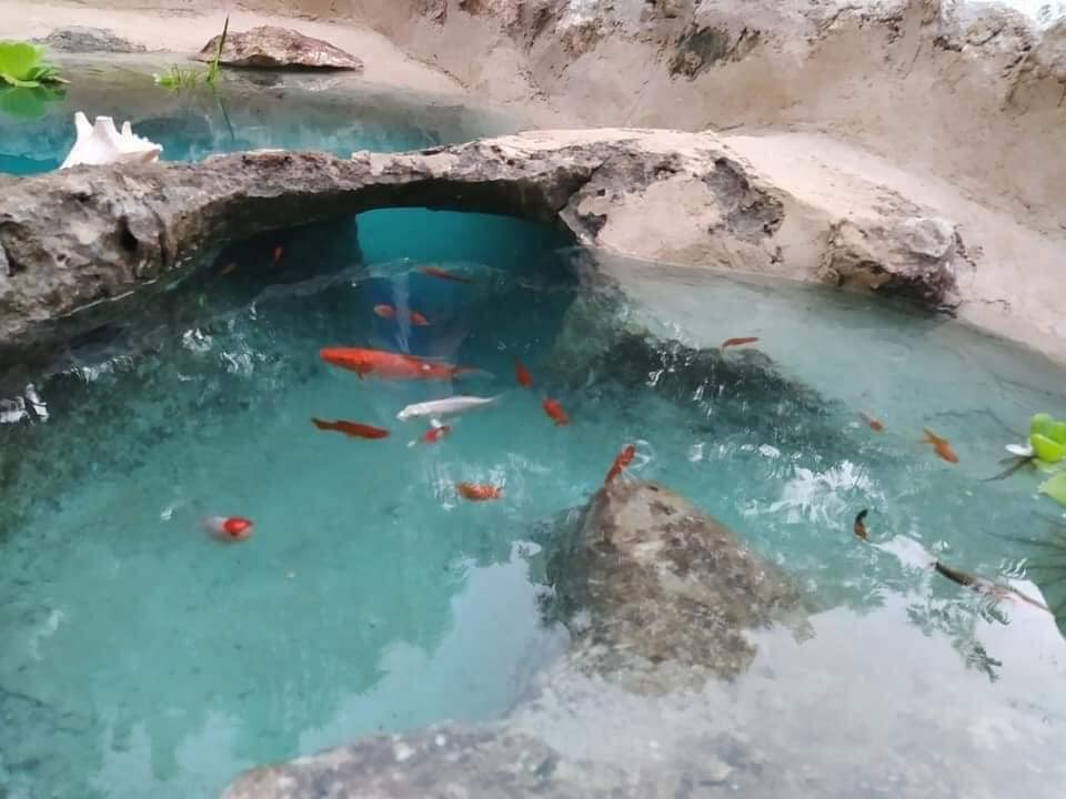 Familia Yucateca crea su propio “mini cenote” artificial en el patio de su casa