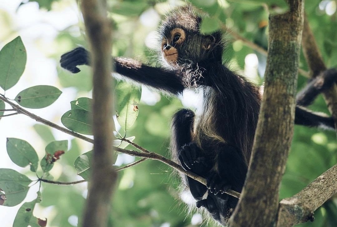 ¿HAY MONOS EN YUCATÁN?