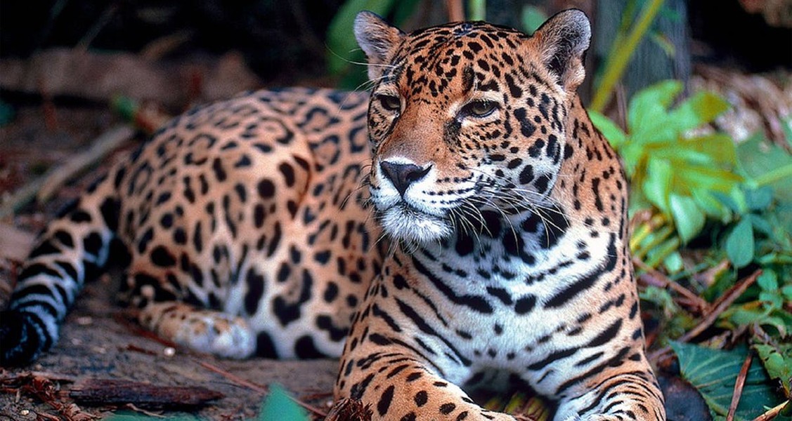 La Fauna en Yucatán