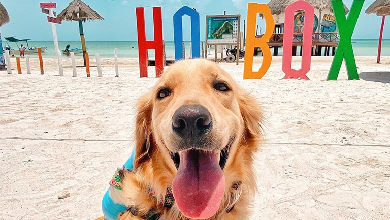 La Historia de Murph, el perro más famoso de Isla Holbox