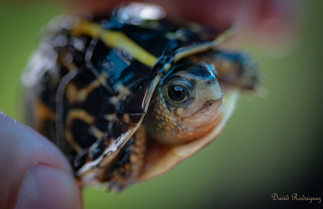 La Tortuga de Caja Amarilla, Una Especie Endémica de Yucatán