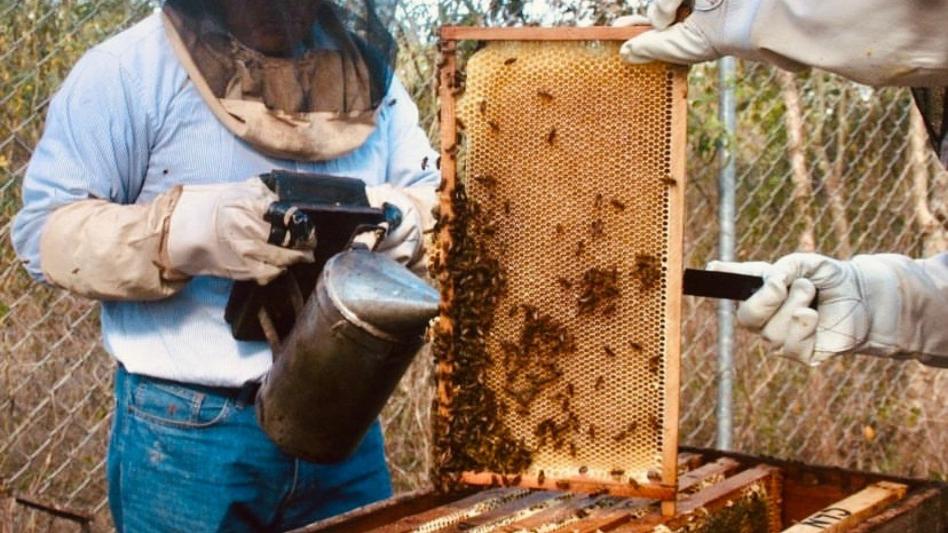 Las abejas meliponas: Guardianas de la tradición maya y tesoros de la naturaleza