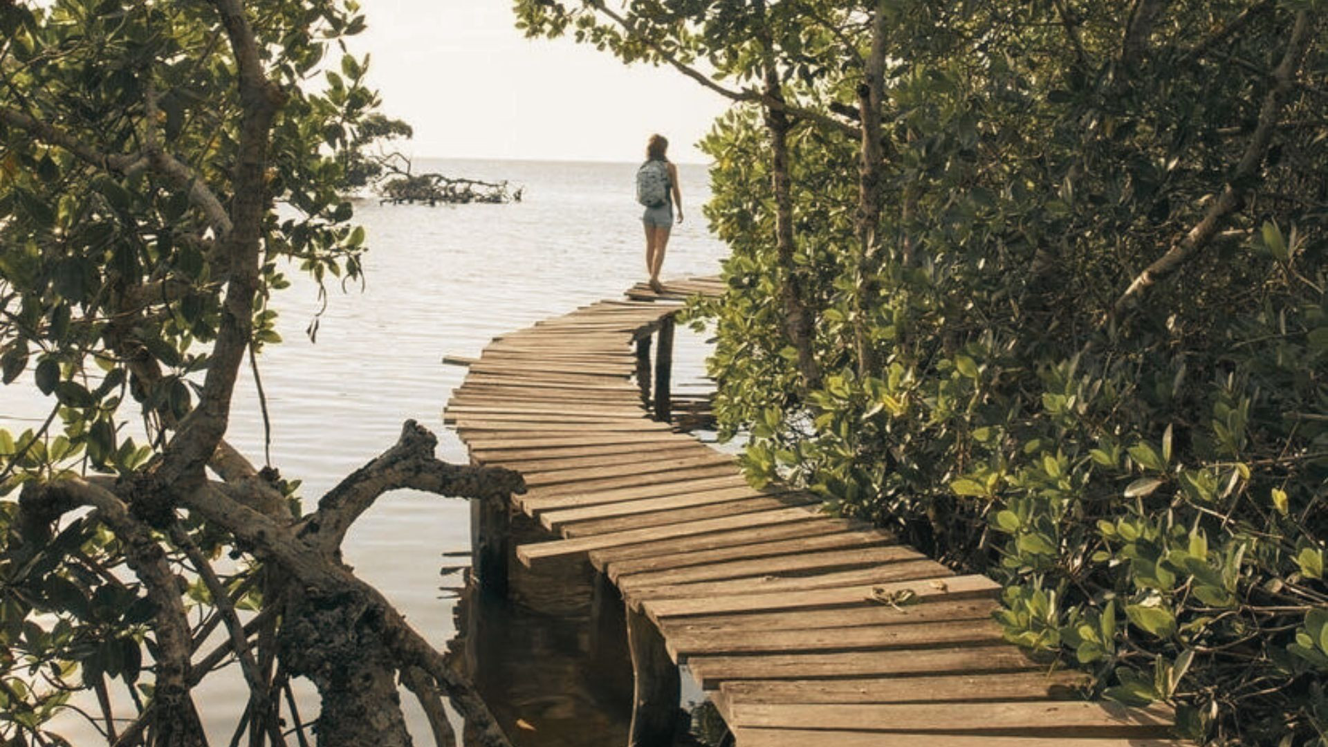 Manglares yucatecos: Ecosistemas únicos