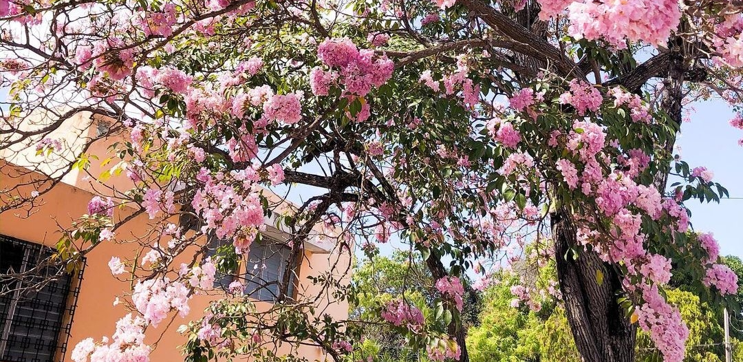 Maculis: El hermoso arbol rosa de Yucatán