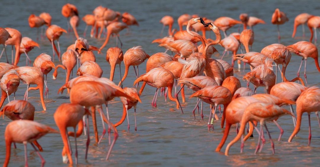 Todo lo que tienes que saber sobre los FLAMINGOS