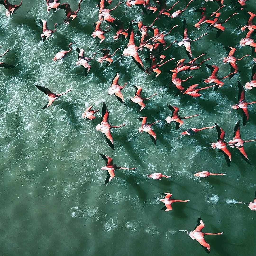 Yucatán, Santuario de los flamencos