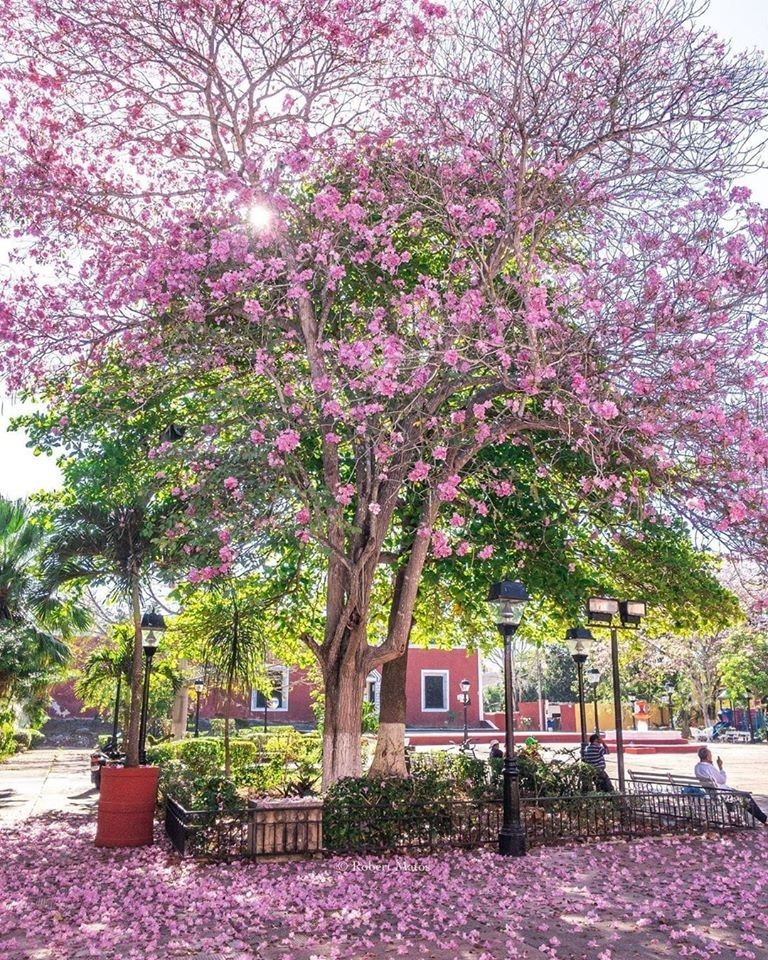 Yucatán y sus hermosos arboles